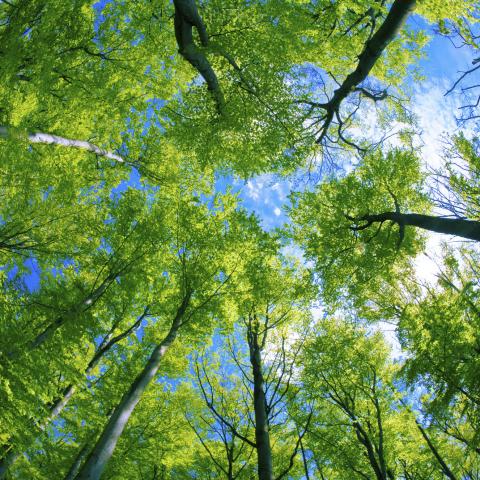 forest