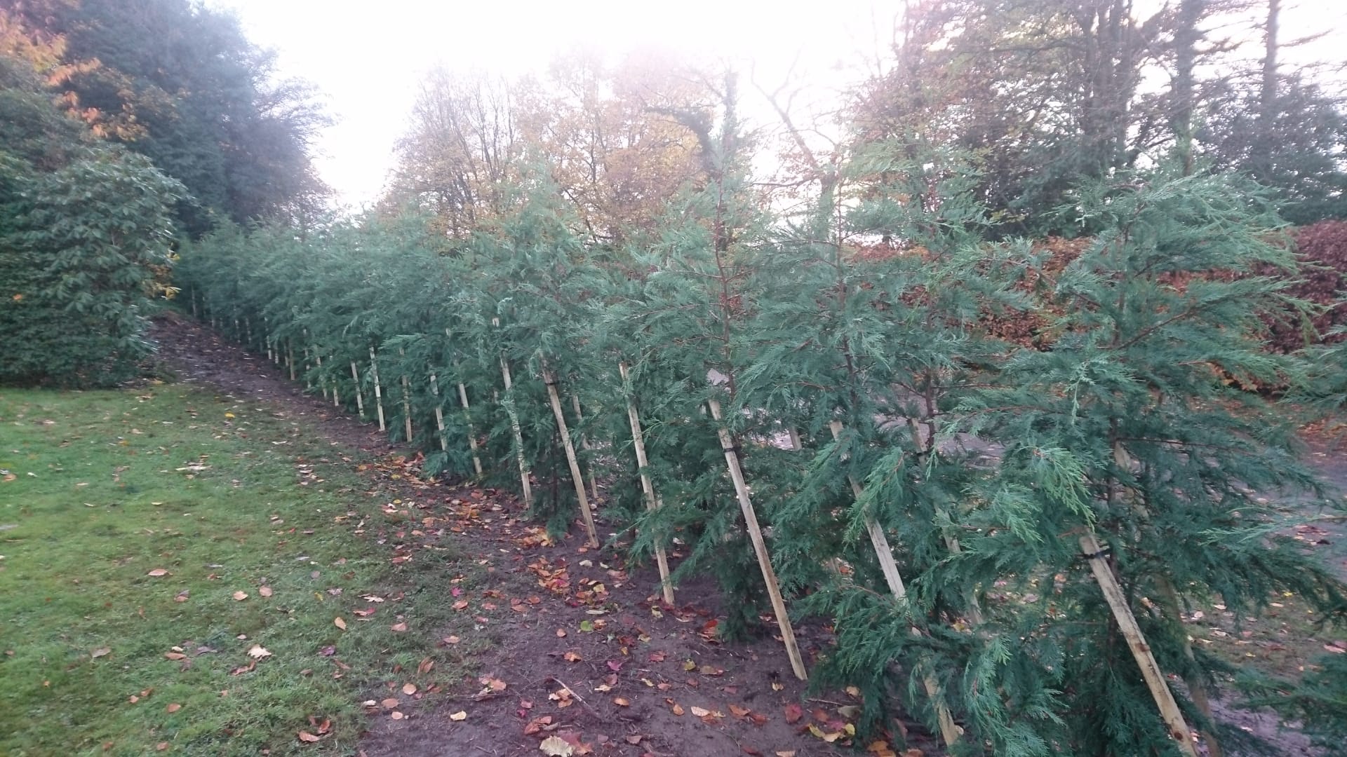 hedge