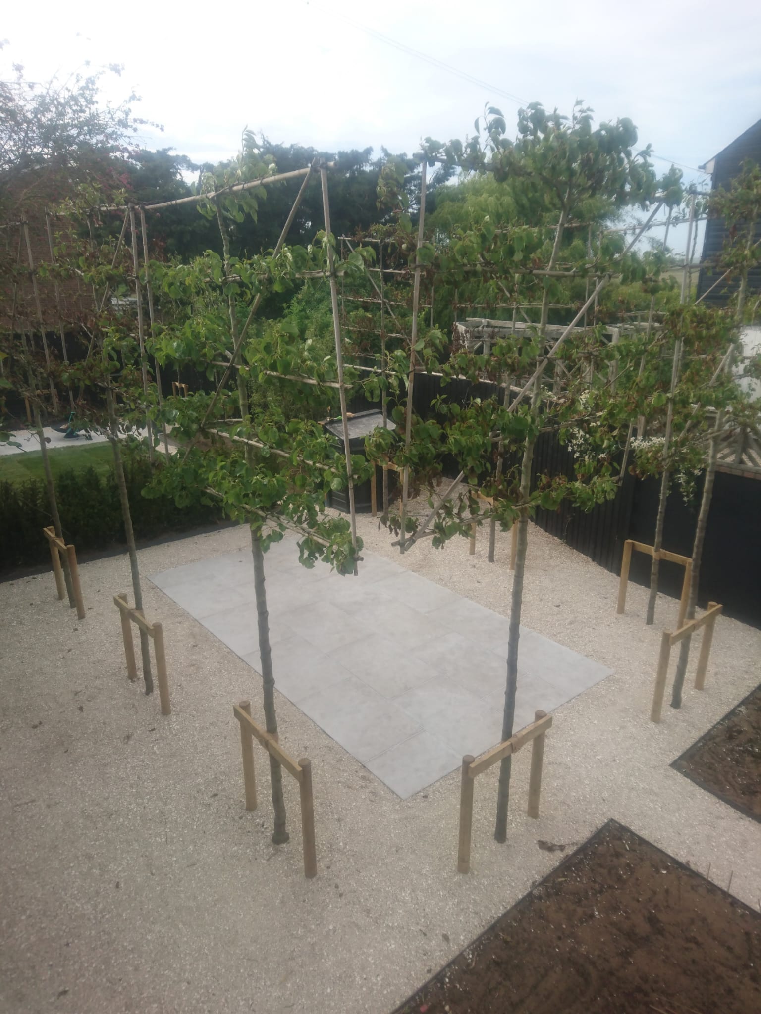 tree