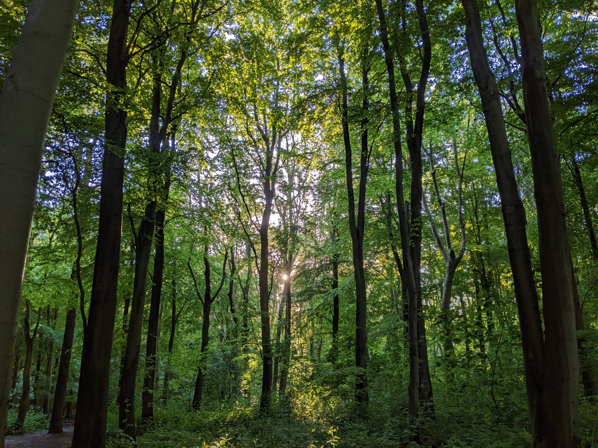 trees